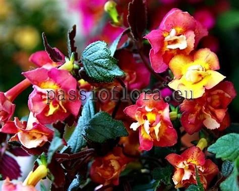 Achimenes ALEXANDRA SHVELIDZE xAchimenantha - Achimenes Rhizomes