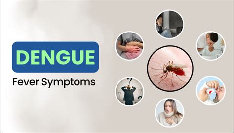dengue symptoms early signs   warning indicators