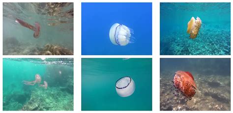 Jellytoring: Real-Time Jellyfish Monitoring Based on Deep Learning ...