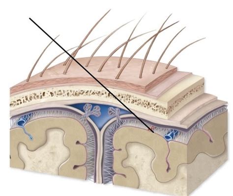Anatomy exam 4 Flashcards | Quizlet