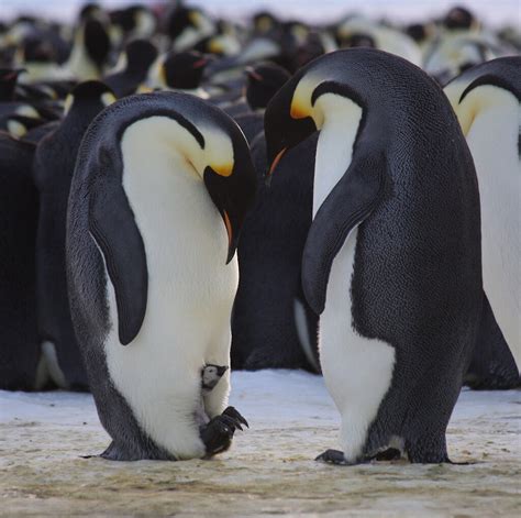 Emperor penguin breeding cycle — Australian Antarctic Program