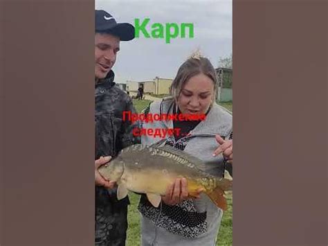 Ловля Карпа. Зеркальный карп. #fishing #carpfishing #рыбалка #carp # ...