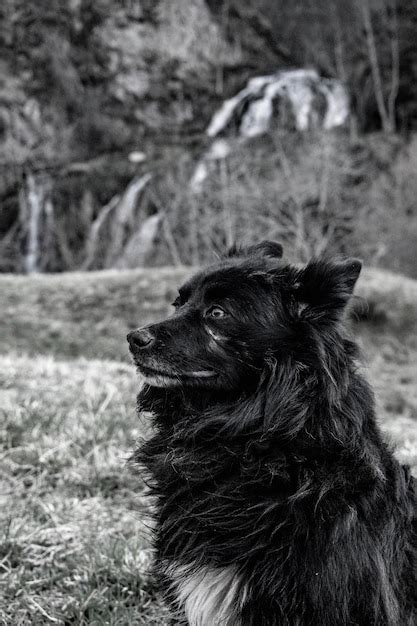 Premium Photo Dog Looking Away