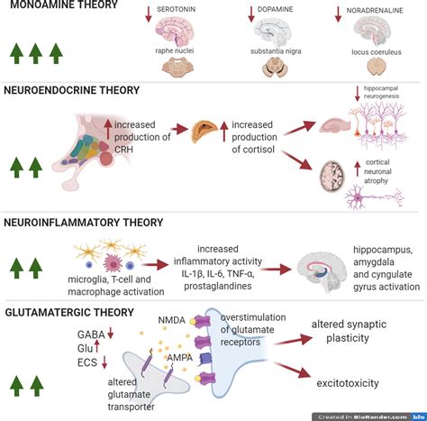 Frontiers Inflammation Associated Synaptic Alterations As Shared