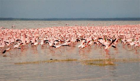 Flock of Pink Kenyan Flamingos taking ... | Stock image | Colourbox