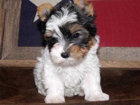 cute and adorable Teacup Yorkie puppies for adoption - Fishers, IN ...