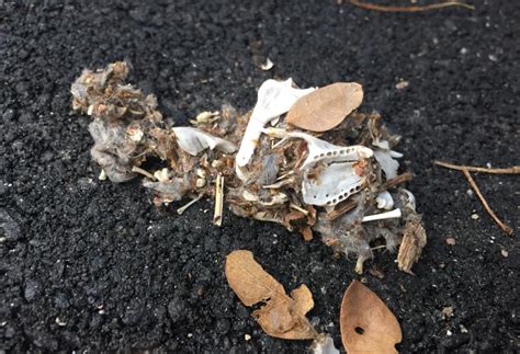 Adventures With The Naked Hermit Crabs September 2018