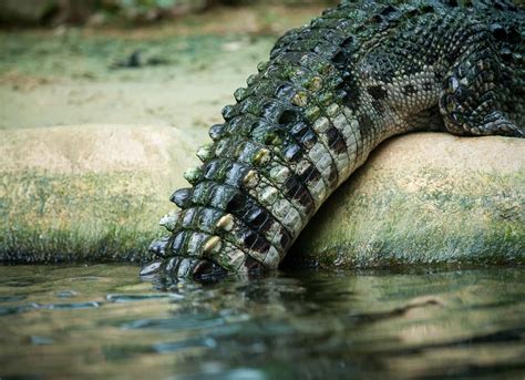 Tiger vs. Crocodile: Who Wins in a Fight? (+ Vital Facts)