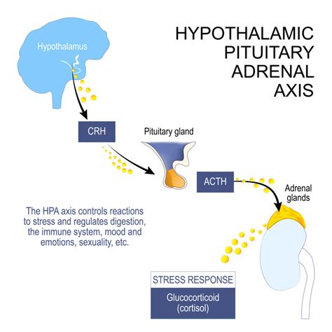 Gut Brain Connection Talk Along The Hpa Axis Todays Practitioner