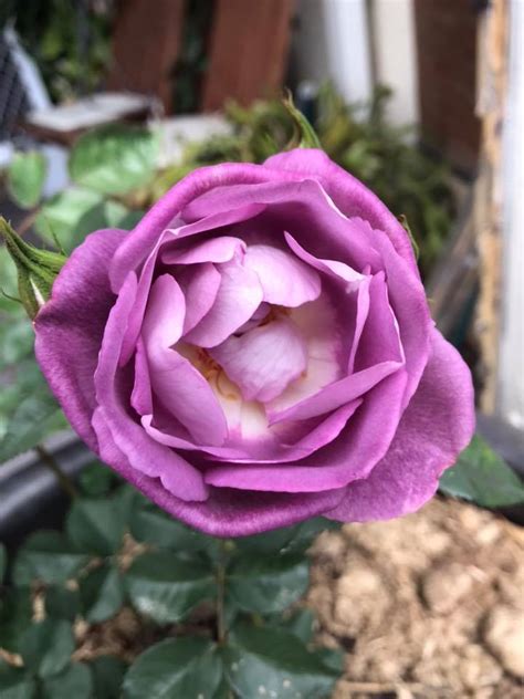 My Dusky Moon Has Opened And Is Roses In The Illawarra
