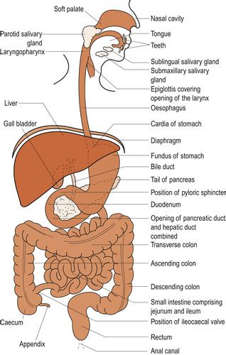 Diagram Of Upper Gi Tract