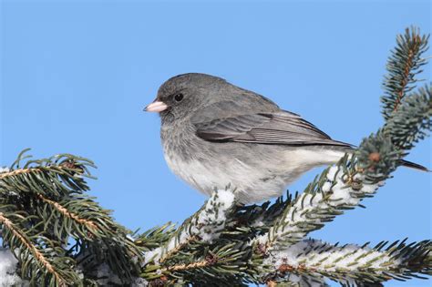 Top 30 Backyard Birds In Pennsylvania Free Picture Id Printable