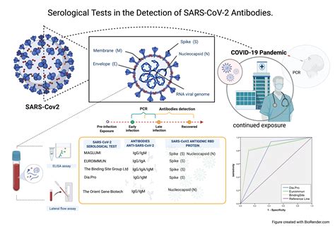 Serological Tests in the Detection of SARS-CoV-2 Antibodies