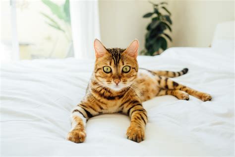 Everything to know about a Bengal cat’s personality - PetScreening