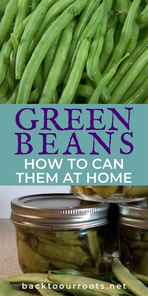 How To Can Green Beans Easy Step By Step