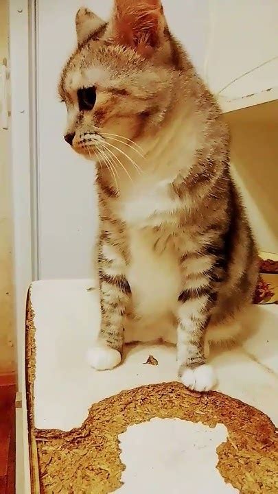 как заяц🤣🤣🤣🤣 спасибо заранее за просмотр и залайки и подписку 😀😀😜🤭🤭😉😉 ...