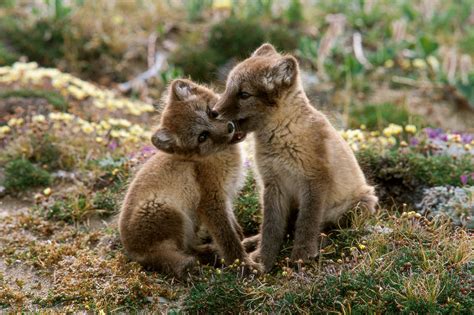 Wildlife Fotografie Wilde Tiere In Der Arktis Geo