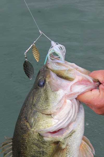 Best Spinnerbaits For Bass Best Bass Fishing Lures