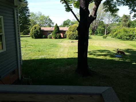 Questions on a BUMPY yard before overseeding : lawncare