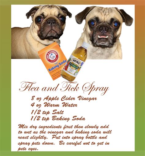My 3 favorite home remedies for fleas on dogs – Artofit