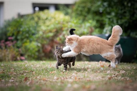 7 Ways To Calm Down A Hyper Cat