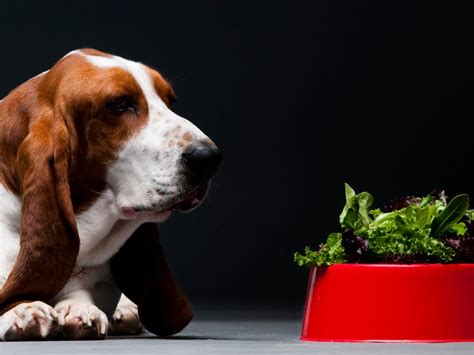 Can A Dog Eat Lettuce