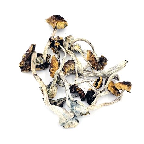 Jedi Mind Fuck Psilocybin Magic Mushrooms Weed Market