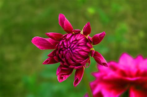 Bunga Latar Belakang Hijau Merah Foto Gratis Di Pixabay Pixabay