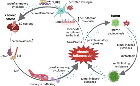 Frontiers Interplay Between Stress And Cancera Focus On Inflammation