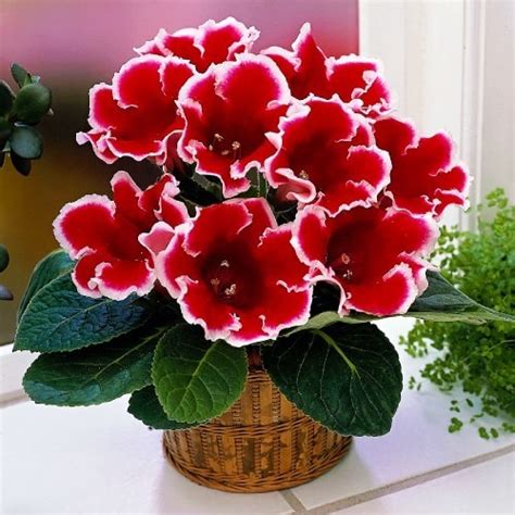 Глоксиния Kaiser Friedrich (Кайзер Фридрих)🌸 - купить луковицы и клубни ...