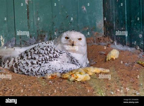 Snowy Owl Eating Hi Res Stock Photography And Images Alamy