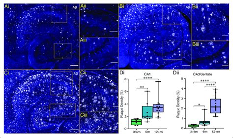 Hippocampal Plaque Development In Xfad Mice Ai Bi Ci