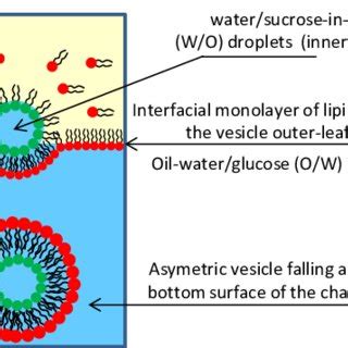 Schematic illustration showing the asymmetric GUV generation via phase ...