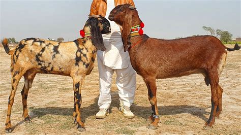 Amritsari Beetal Pregnant Goats In Sahiwal YouTube