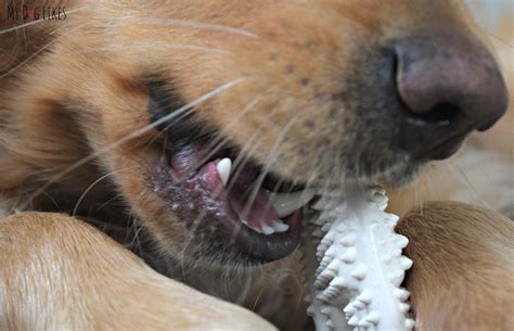 Nylabone Dental Chews Review - Dog vs. Dinosaur!