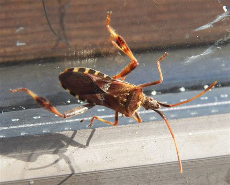 What Lives In My Yard Western Conifer Seed Bug Nymph Leptoglossus