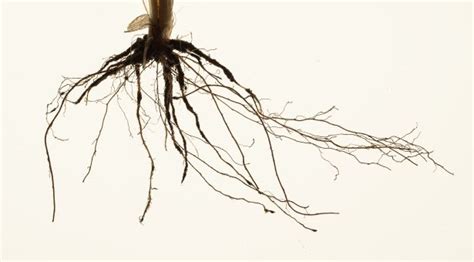 Why roots are the route to sustainable agriculture 