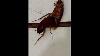 Maria Do Bueiro Fudendo Jo Onzinho Do Ralo Xvideos