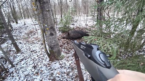 НЕОЖИДАННО БОЛЬШОЙ КАБАН ВЫШЕЛ НА МЕНЯ/ОХОТА НА КАБАНА С ПОДХОДА НОЧЬЮ ...