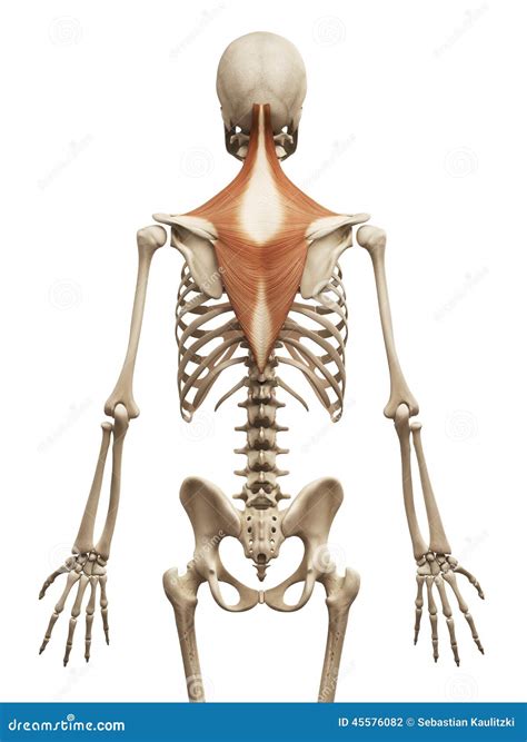 The Trapezius Royalty Free Cartoon 141758987
