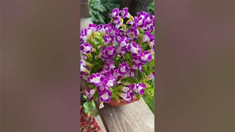 🌸Комнатный цветок ТОРЕНИЯ МАРМЕЛАД МАЛИНОВЫЙ. #shorts #цветы - YouTube