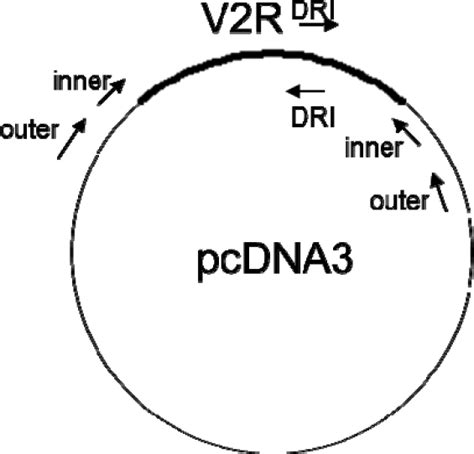 Schematic presentation of pcDNA3 plasmid containing wild type V2R ...