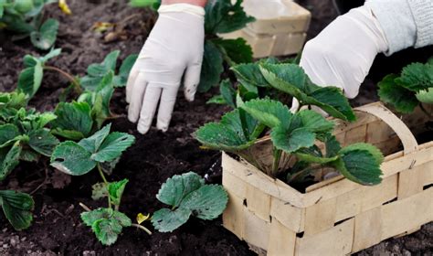 Uprawa Truskawek W Tunelu Foliowym Poradnik Focus Garden