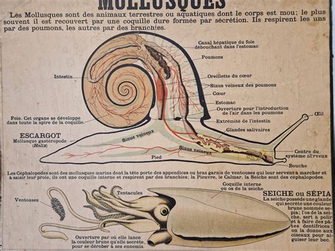 Antique Mollusk Anatomical Study Poster By Deyrolle French Marine