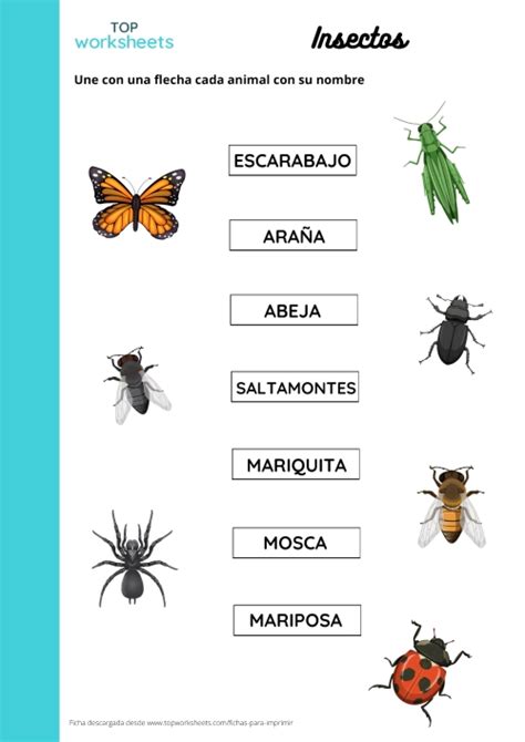 Insectos Printable Worksheet Topworksheets The Best Porn Website