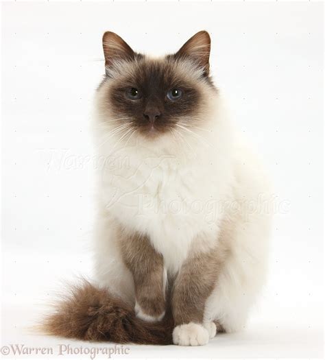 Birman Cat Photo Wp34642