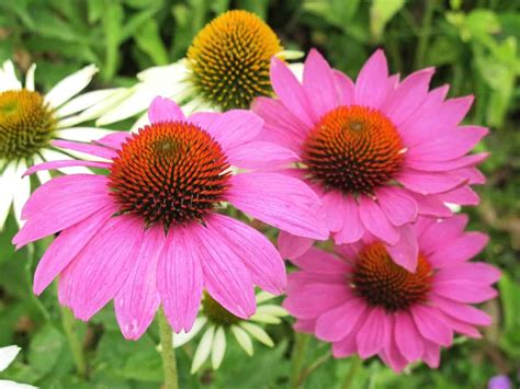 Perennial Flowers That Bloom All Summer In Partial Shade At Meagan