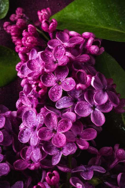 Lilacs #BeautifulFlowers | Сирень, Сиреневые цветы, Цветы из глины