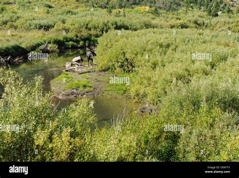 Moose Cascade Canyon Grand Teton National Park Stock Photo Alamy