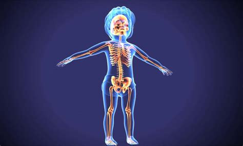 How Many Bones Does A Baby Have?